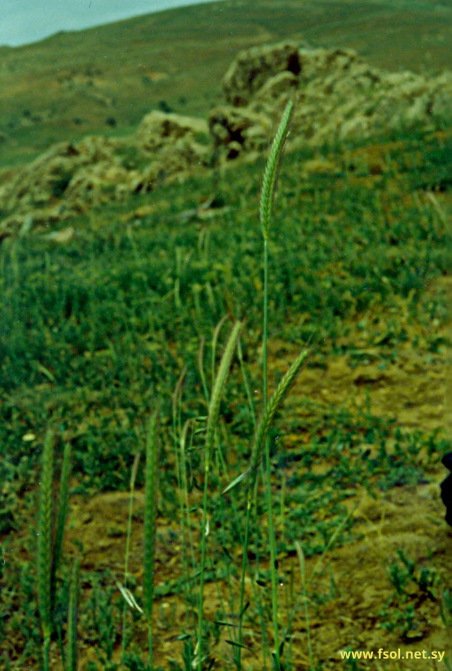 Hordeum spontaneum C. Koch.